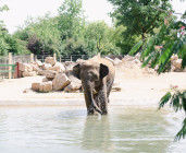 Touroparc Zoo