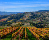 Le vignoble beaujolais - Beaujolais - Chiroubles