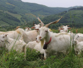 Ferme d'Amalthée