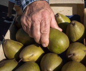 Marché de la Poire et des produits du Terroir