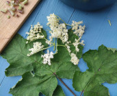Balade et cueillette de plantes sauvages