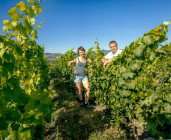 Balade oeno-découverte et dégustation en Sud Beaujolais