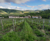 Visite - Vignes, cave & dégustation