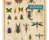 Exposition « Pepsis héros, arthropodes végétaux, cabinet de curiosité »