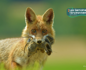 Biodiversité des milieux