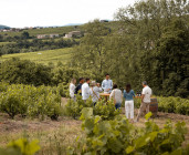 Brasero avec vue imprenable sur les vignes du domaine - Déjeuner