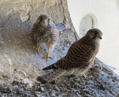 Balade d'observation - Animation Refuge LPO
