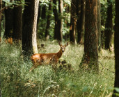 sur le chemin de Bambi