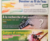 Guêpes et compagnie !