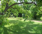 Histoires d'arbres