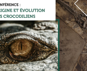 Conférence par J. MARTIN : "Origine et évolution des crocodiliens : 200 millions d’années de surprises"