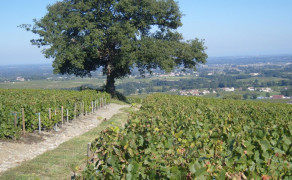 Domaine Le Chêne du Py