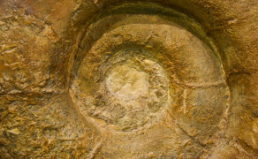 Fossilea : musée et sentier géologique