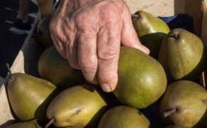 Marché de la Poire et des produits du Terroir