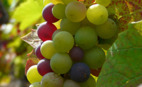 Visite commentée du cuvage, dégustation et casse croûte Beaujolais