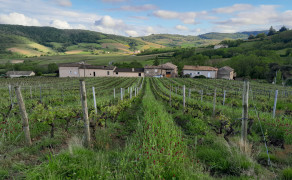 Visite - Vignes, cave & dégustation