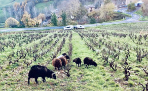 Domaine les Souriants