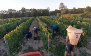 Visite vigneronne pendant les vendanges