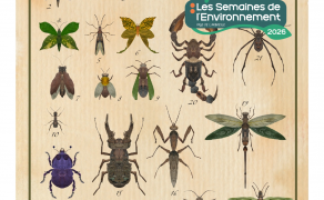 Exposition « Pepsis héros, arthropodes végétaux, cabinet de curiosité »
