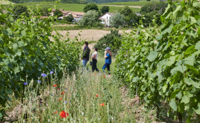 Parcours dans les vignes autour de l'agroécologie !  - Toute la journée