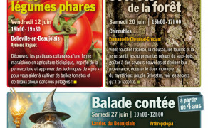 Culture de légumes phares