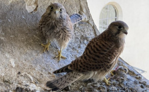 Balade d'observation - Animation Refuge LPO