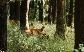 sur le chemin de Bambi