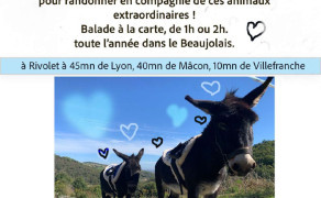 Balade en âne