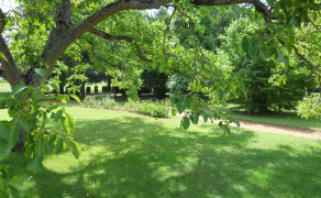 Histoires d'arbres