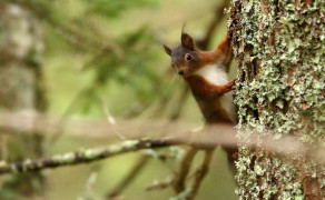 Conférence : Photographier la vie sauvage, l'art de l'affût.