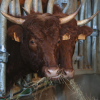De Ferme en Ferme  c'est ce week-end ! 

Visitez les fermes du Beaujolais , à la rencontre des producteurs, les animaux, des produits gourmands ... une dizaine de fermes à découvrir dans le Rhône ce samedi 25 et dimanche 26 avril. 

 Un événement annuel à ne pas manquer pour découvrir notre terroir et les spécialités locales, découvrez les événements en Beaujolais et aux alentours : 
https://www.beaujolais-tourisme.com/de-ferme-en-ferme.html

En photos : 
Corinne et Bruno Nesme à Charnay - 
A l'ombre des Planches à Salles-Arbuissonnas 
Ferme Enimie à Saint Verand 

Le programme : https://www.beaujolais-tourisme.com/de-ferme-en-ferme.html

Loire et Rhône de Ferme en Ferme #visitesdeferme #rhone #defermeenferme #local