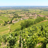 Ce dimanche c'est le début de la saison de l'été ! 
Avez-vous reconnu d'où a été prise cette photo ? 

#beaujolais #gamay #vignes #ete2026 #spotphoto