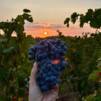 VENDANGES 
Quelques clichés de nos domaines viticoles lors de cette saison de récolte du raisin.

Les prochaines semaines seront  déterminantes pour la production du millésime 2026 !  Le fruit d'une année de travail intense. Nous souhaitons bon courage à tous les vignerons et vendangeurs qui se mettent à la tâche 

On vous laisse sur ces photos pépites (année 2025)

chateaudeponcie - davidlargevigneron - chateaugrangecochard 

#vendanges #harvest #beaujolais #raisin #grappes

chateaudeponcie - davidlargevigneron - Château Grange Cochard - Vignerons 

#vendanges #harvest #beaujolais #raisin #grappes