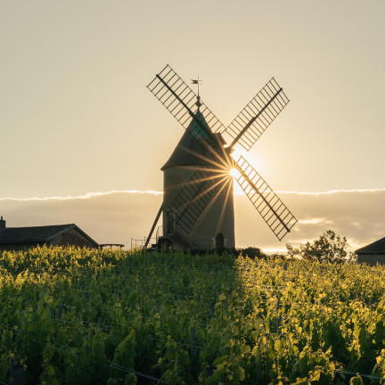 Capturer la lumière au bon moment 

Le Moulin à Vent, cet emblème du Beaujolais connu pour son cru du même nom, est un lieu imprenable pour admirer la vue sur le vignoble. 
# tourisme
  sylvain.gllm 

#beaujolais #gamay #moulinavent #vignes #tourisme