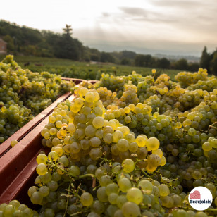 Vendanges - Destination Beaujolais